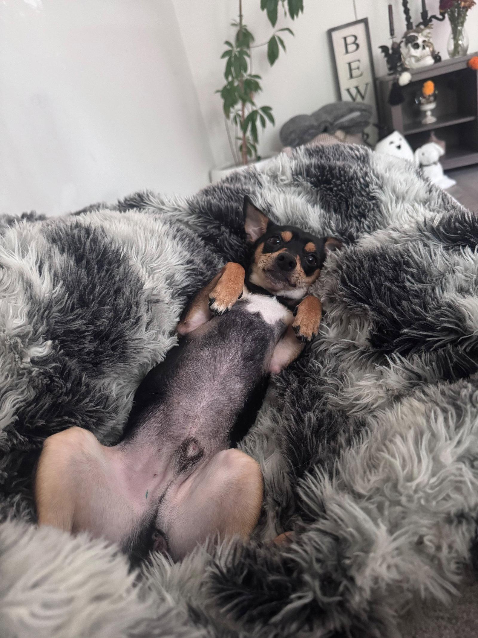 Cal- NO MORE APPLICATIONS PLEASE, Adoptable, Adult Male Miniature Pinscher.