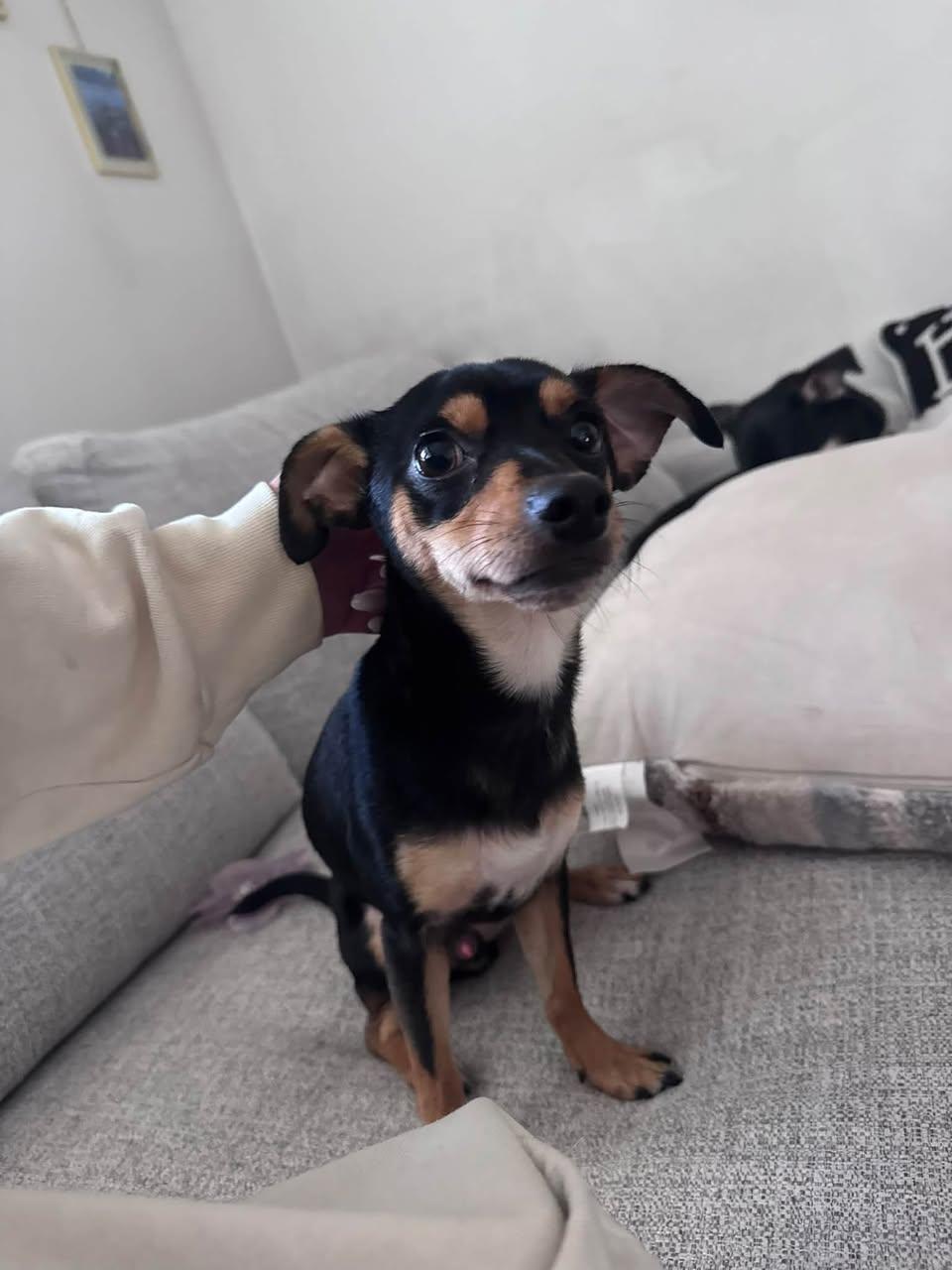 Enlarge Cal- NO MORE APPLICATIONS PLEASE, a Adoptable Miniature Pinscher in Oakhurst, NJ image 2/3