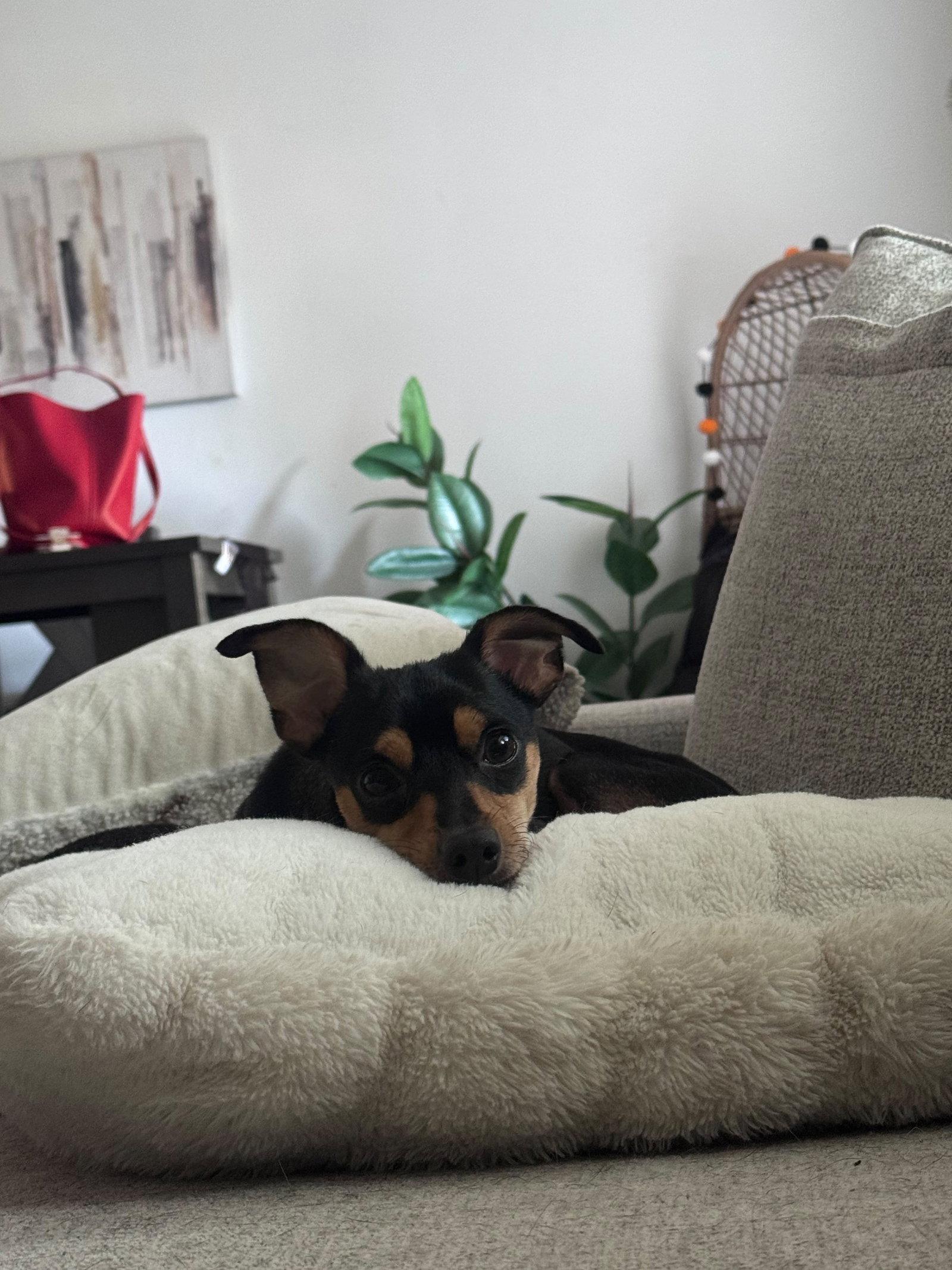 Enlarge Cal- NO MORE APPLICATIONS PLEASE, a Adoptable Miniature Pinscher in Oakhurst, NJ image 3/3