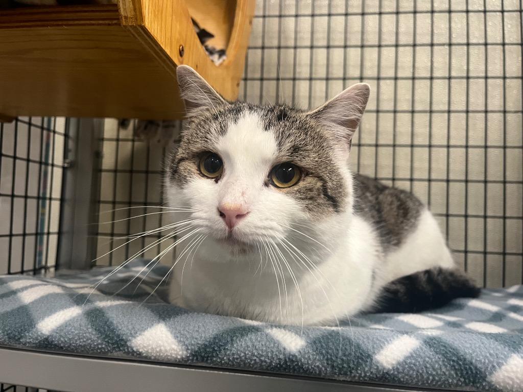 Rodney, Adoptable, Young Male Domestic Short Hair.