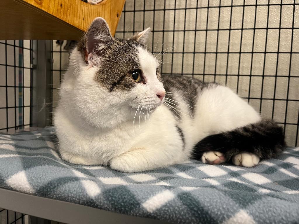 Rodney, a Adoptable mixed breed in Raleigh, NC image 2/3