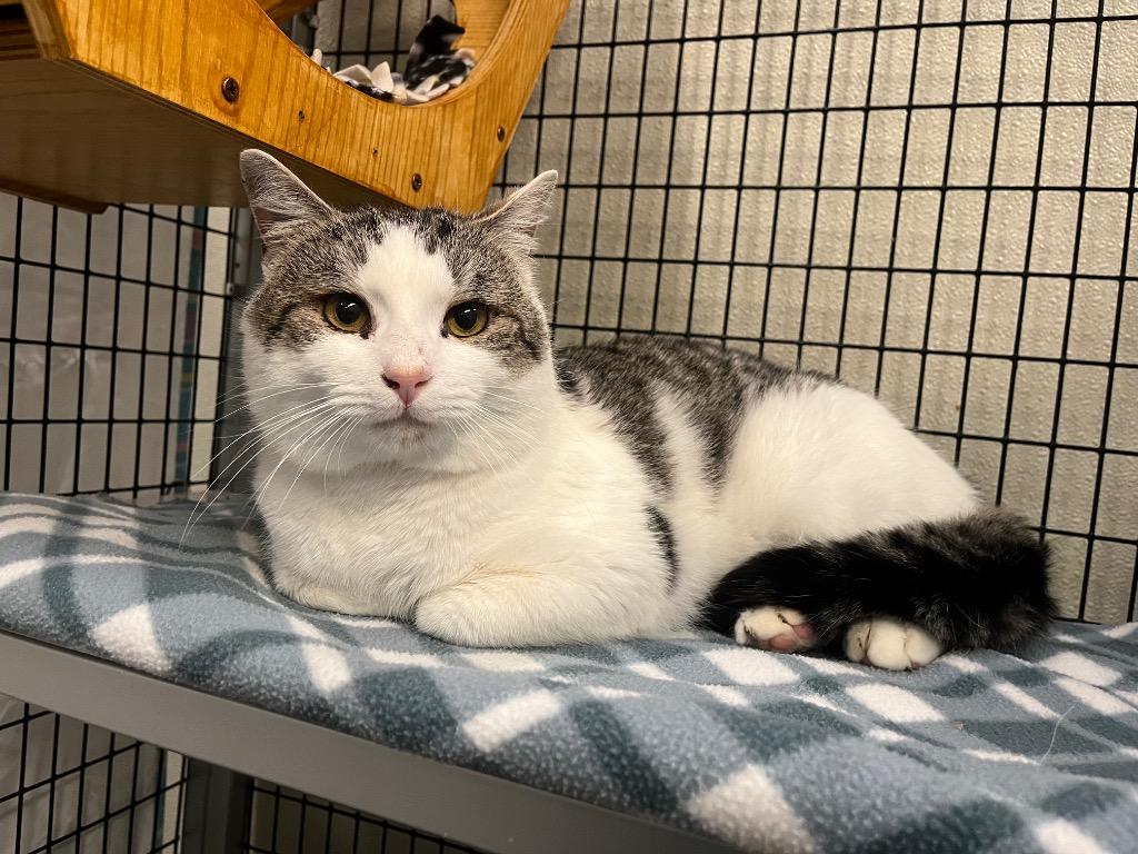 Rodney, a Adoptable mixed breed in Raleigh, NC image 3/3