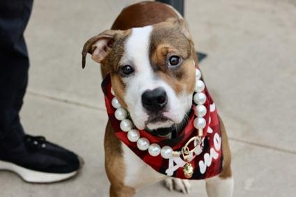 Enlarge Cece, a Adoptable mixed breed in Warren, NJ image 1/2