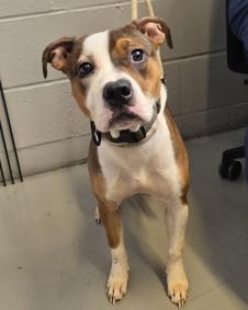 Enlarge Cece, a Adoptable mixed breed in Warren, NJ image 2/2