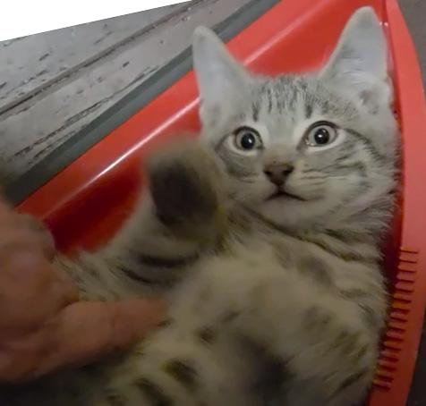 Enlarge Nori, an adopted Domestic Short Hair in Fair Haven, VT image 2/3