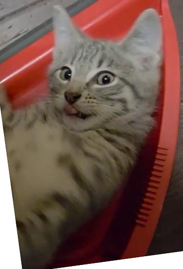 Enlarge Nori, an adopted Domestic Short Hair in Fair Haven, VT image 3/3