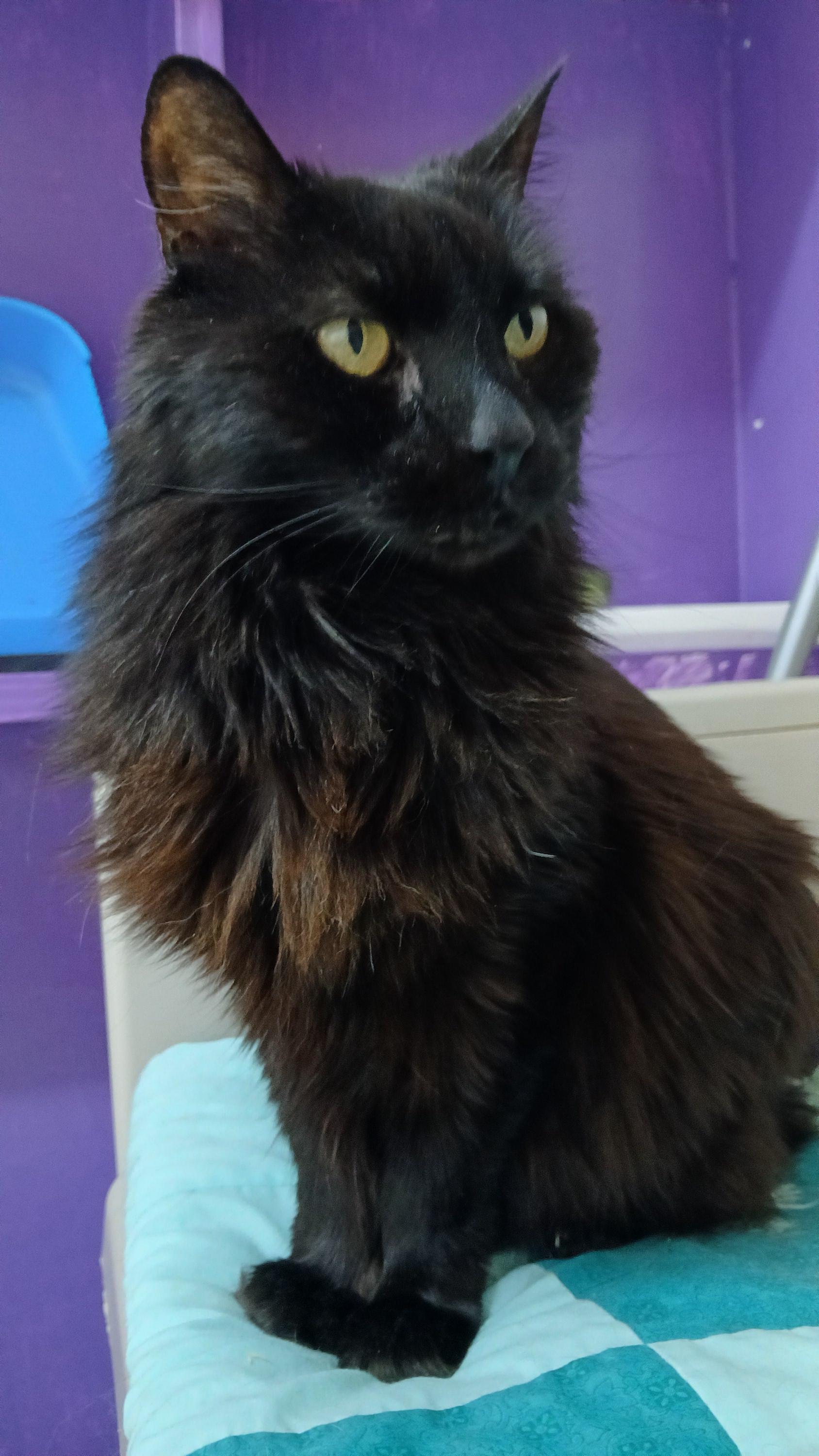 Enlarge Janie, a Adoptable Domestic Long Hair in Cullowhee, NC image 4/6