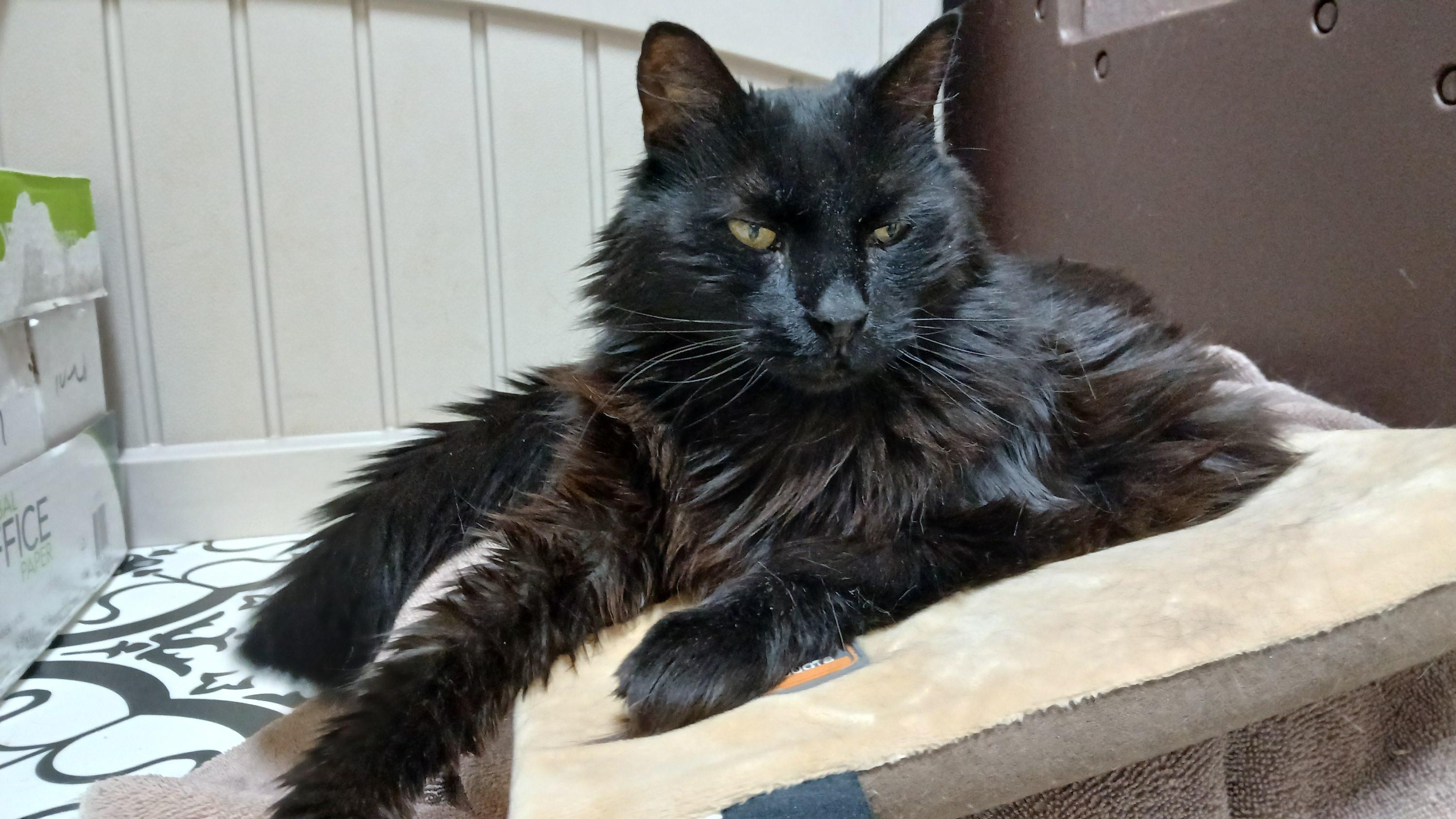 Enlarge Janie, a Adoptable Domestic Long Hair in Cullowhee, NC image 5/6