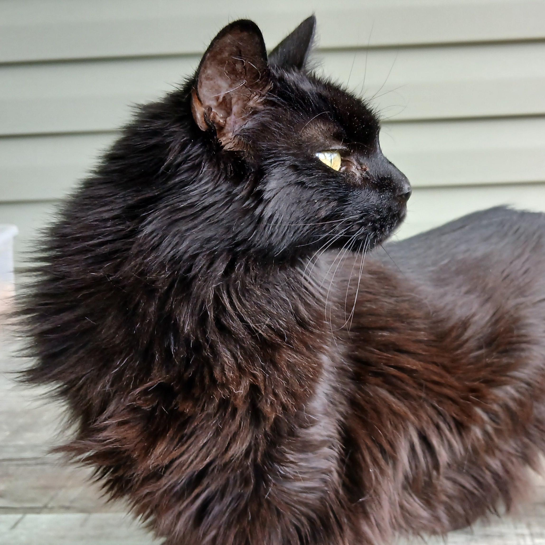 Enlarge Janie, a Adoptable Domestic Long Hair in Cullowhee, NC image 1/6