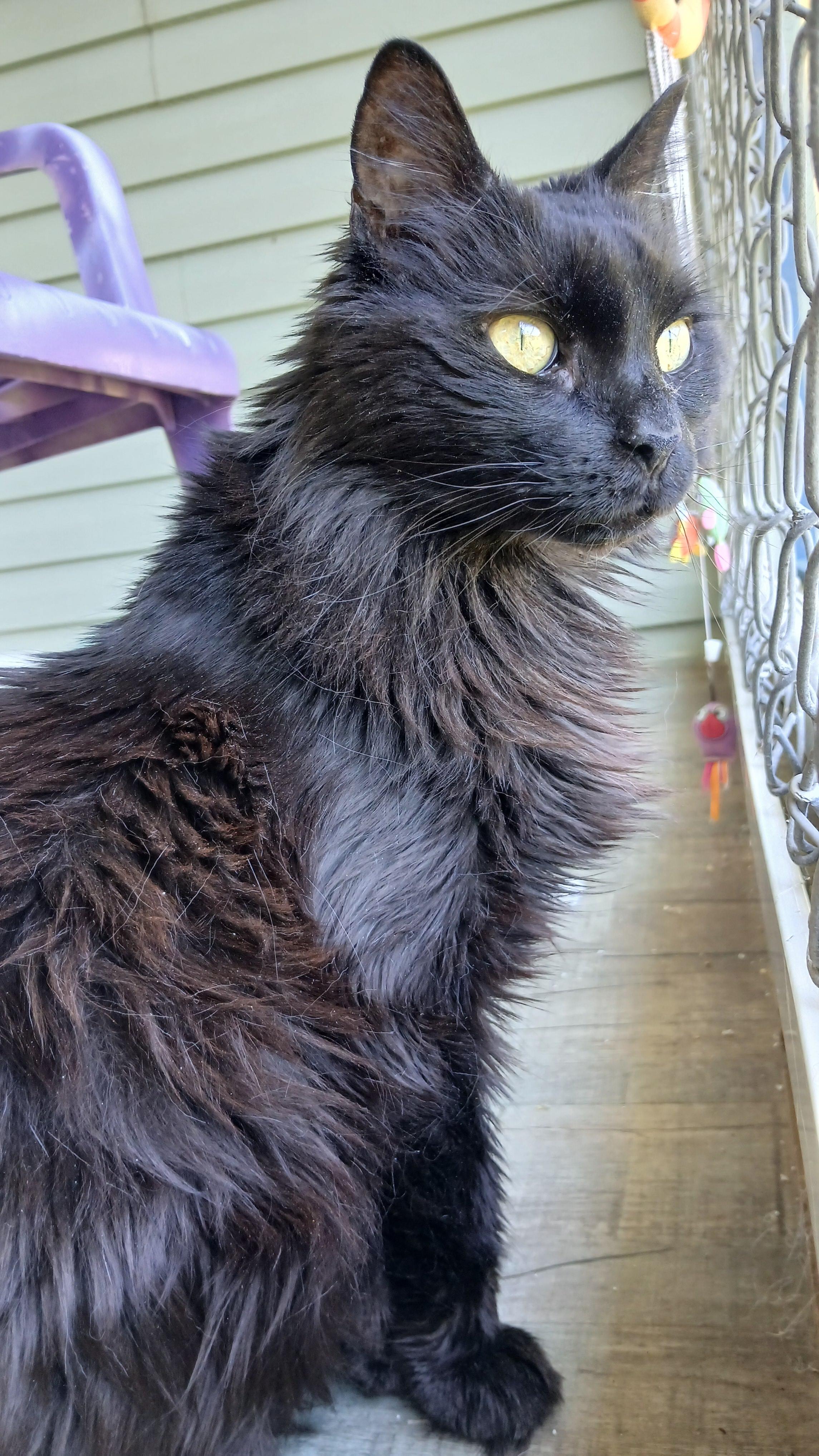 Enlarge Janie, a Adoptable Domestic Long Hair in Cullowhee, NC image 6/6