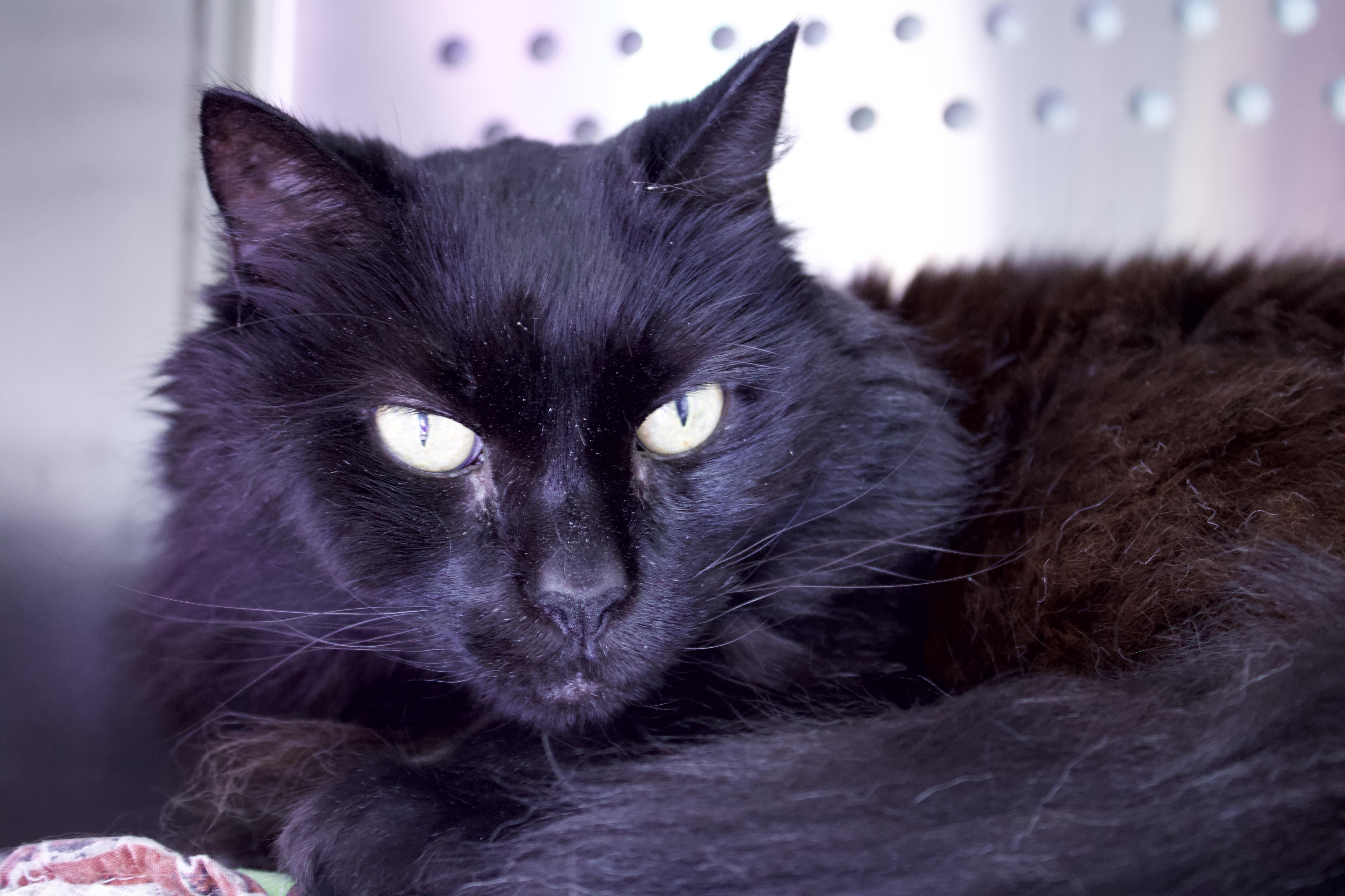 Enlarge Janie, a Adoptable Domestic Long Hair in Cullowhee, NC image 1/1