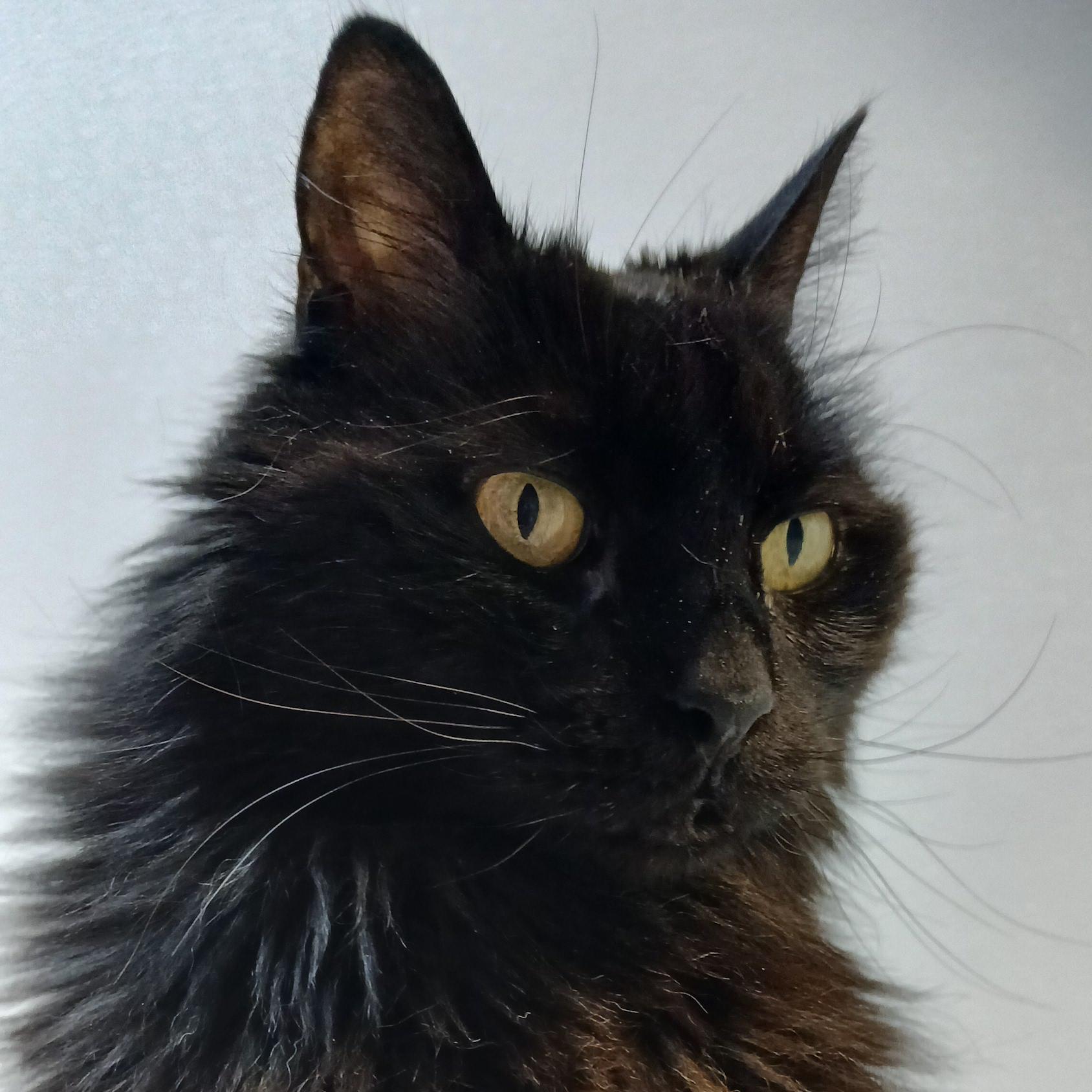 Janie, Adoptable, Senior Female Domestic Long Hair.