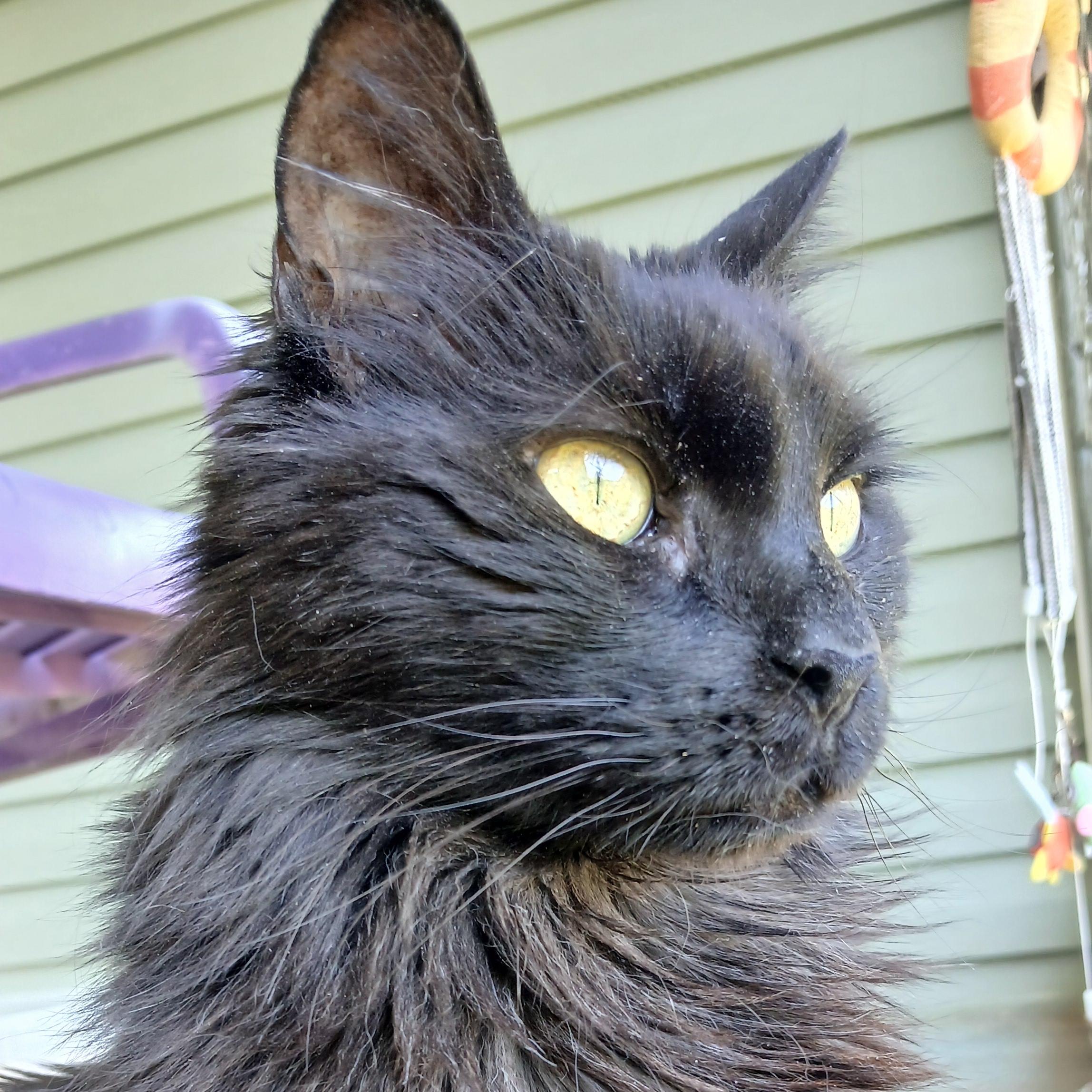 Janie, Adoptable, Senior Female Domestic Long Hair.