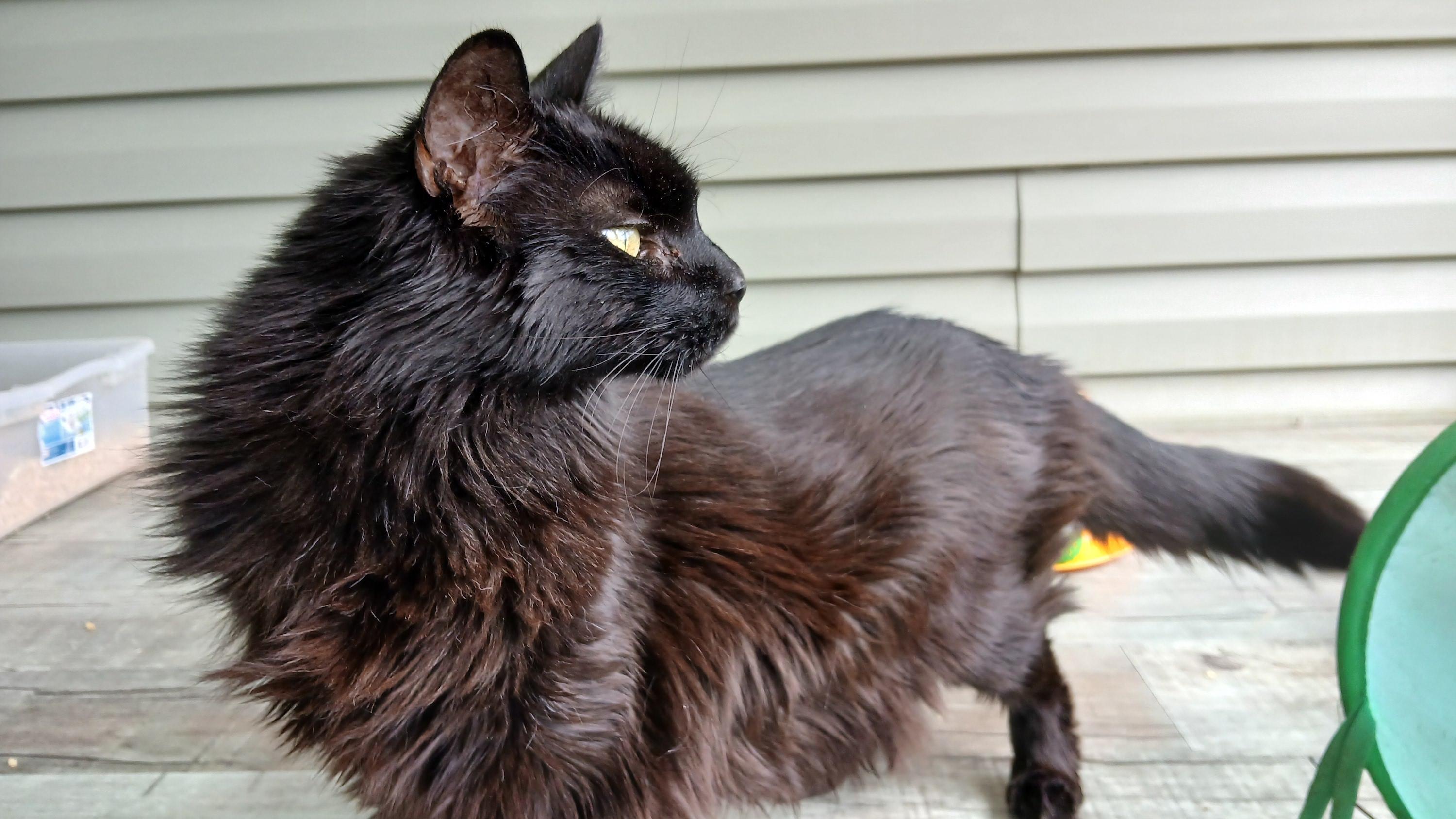 Enlarge Janie, a Adoptable Domestic Long Hair in Cullowhee, NC image 2/6