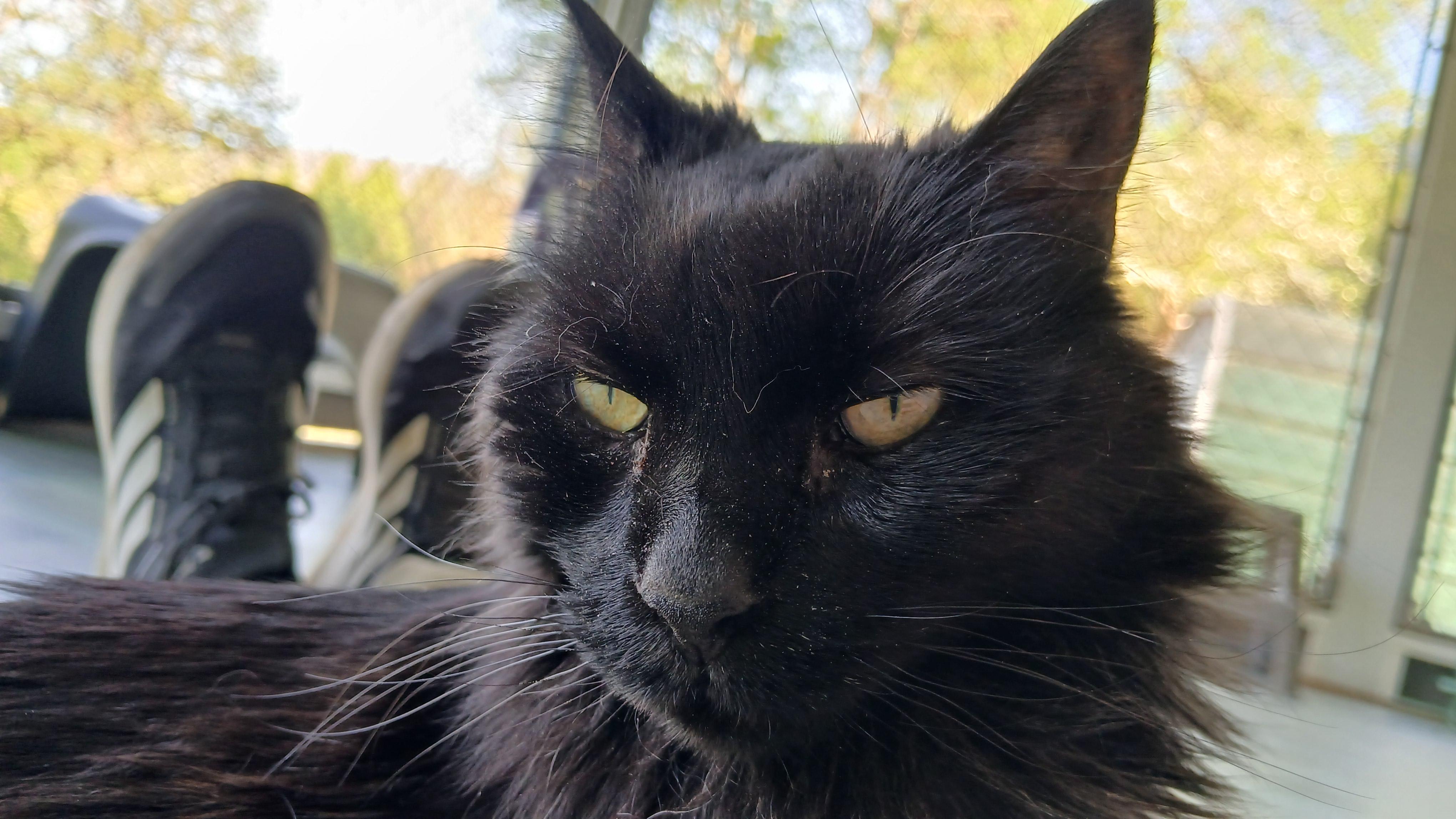 Enlarge Janie, a Adoptable Domestic Long Hair in Cullowhee, NC image 5/6