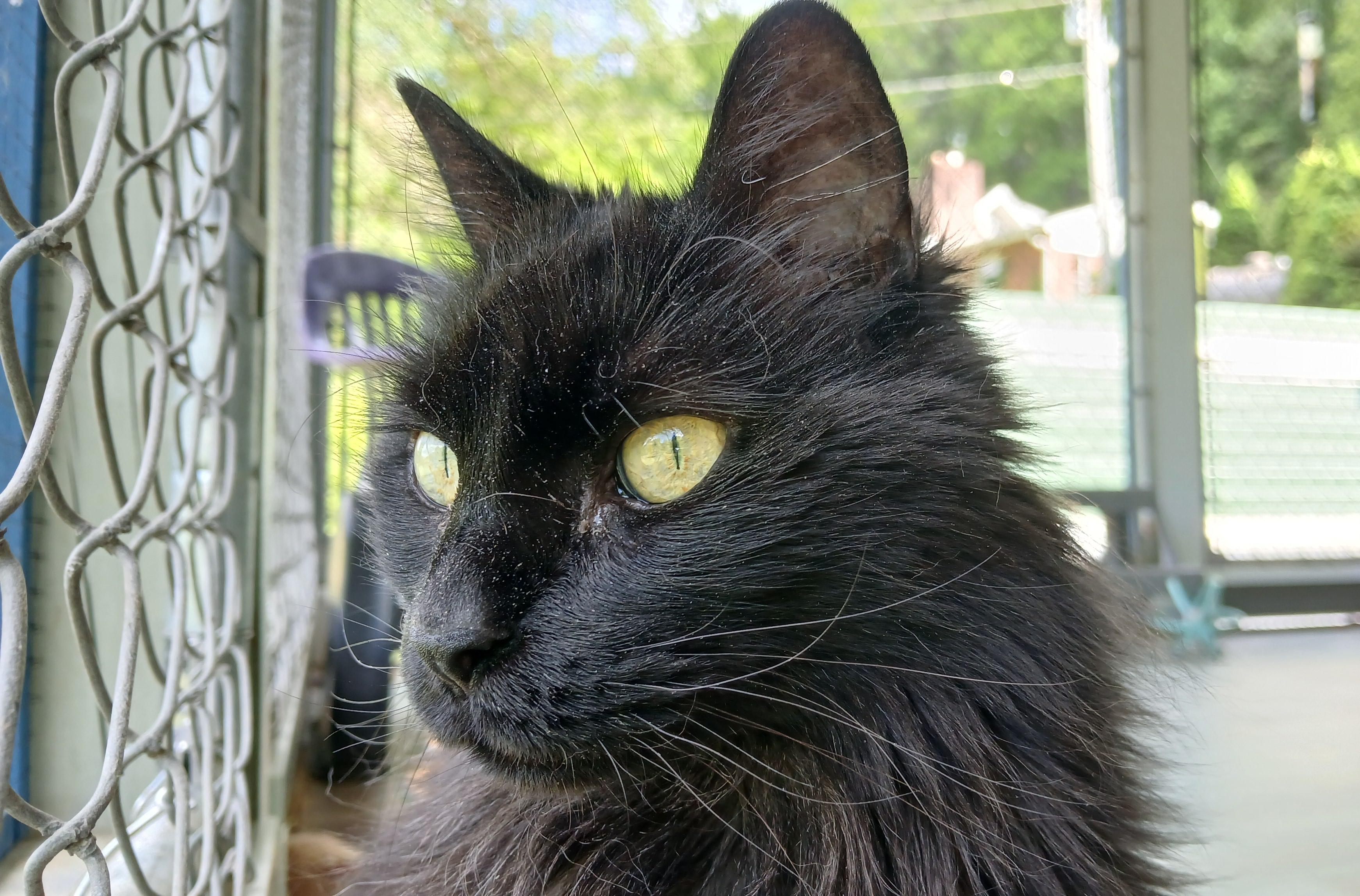 Janie, Adoptable, Senior Female Domestic Long Hair.