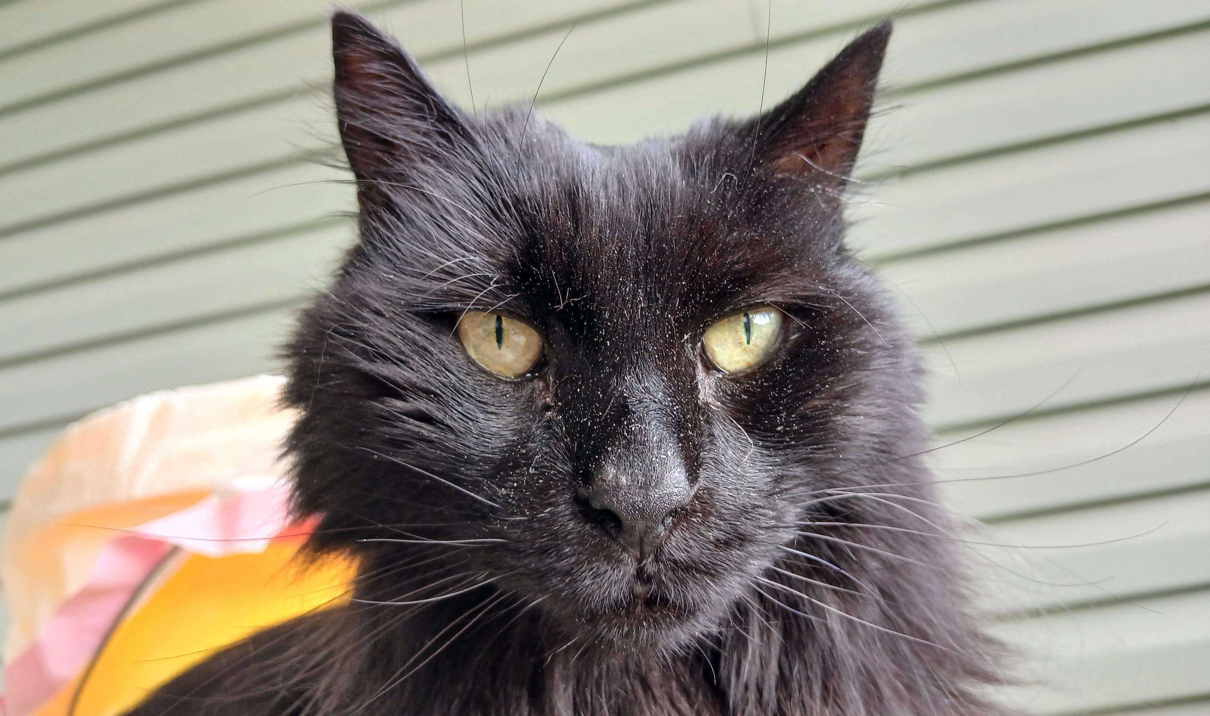 Janie, Adoptable, Senior Female Domestic Long Hair.