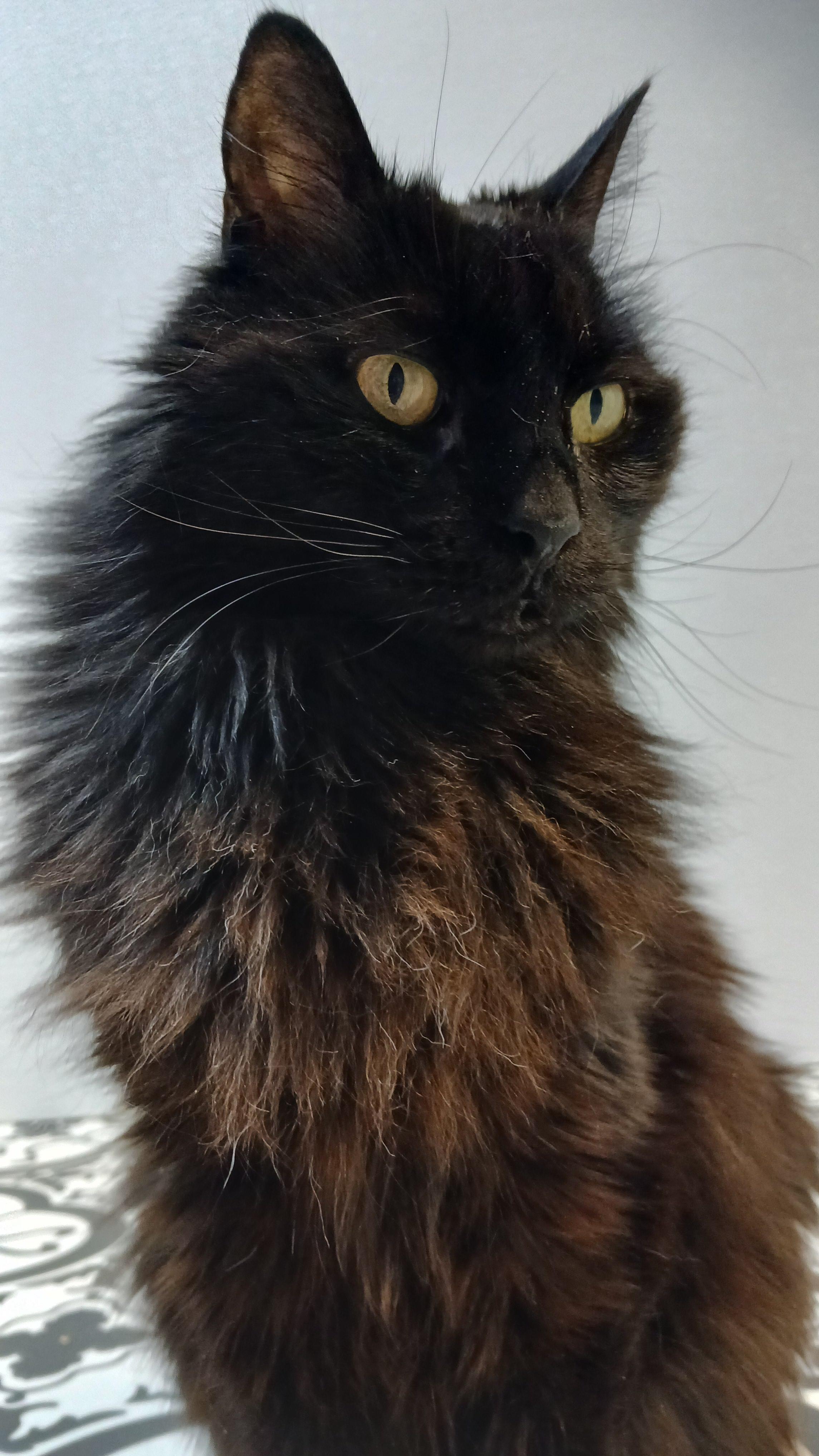 Enlarge Janie, a Adoptable Domestic Long Hair in Cullowhee, NC image 4/6