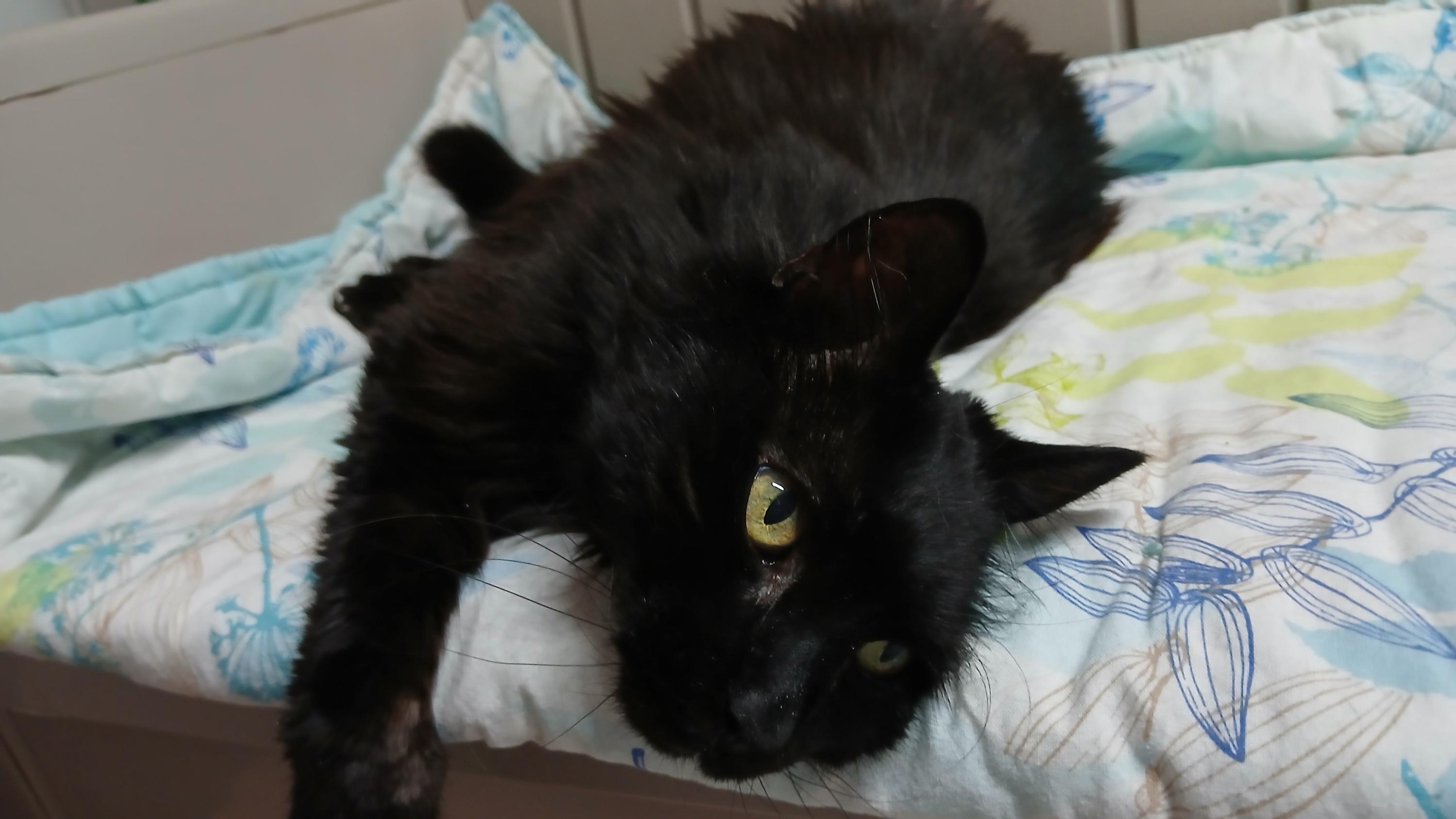 Enlarge Janie, a Adoptable Domestic Long Hair in Cullowhee, NC image 3/6