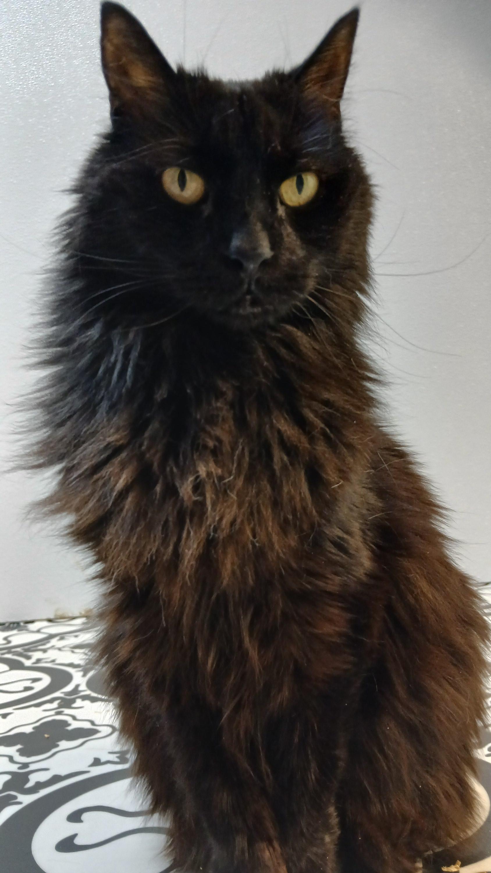 Enlarge Janie, a Adoptable Domestic Long Hair in Cullowhee, NC image 6/6