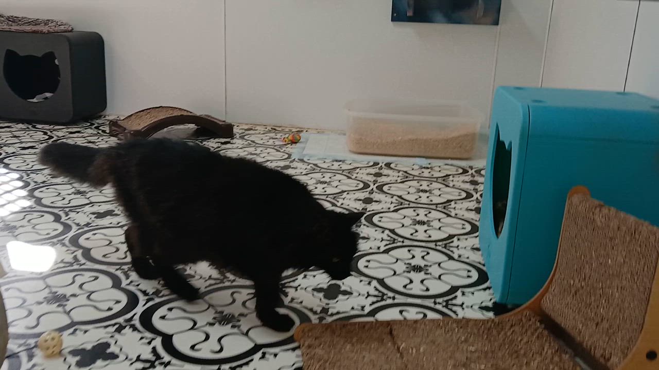 Enlarge Janie, a Adoptable Domestic Long Hair in Cullowhee, NC video 2/6