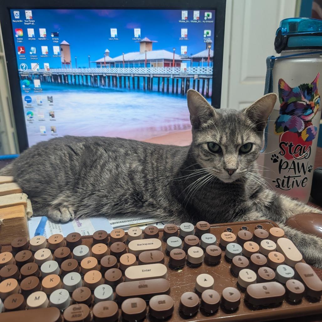 Enlarge Gummy Bear (aka Walnut), a Adoptable Domestic Short Hair in Bulverde, TX image 1/5