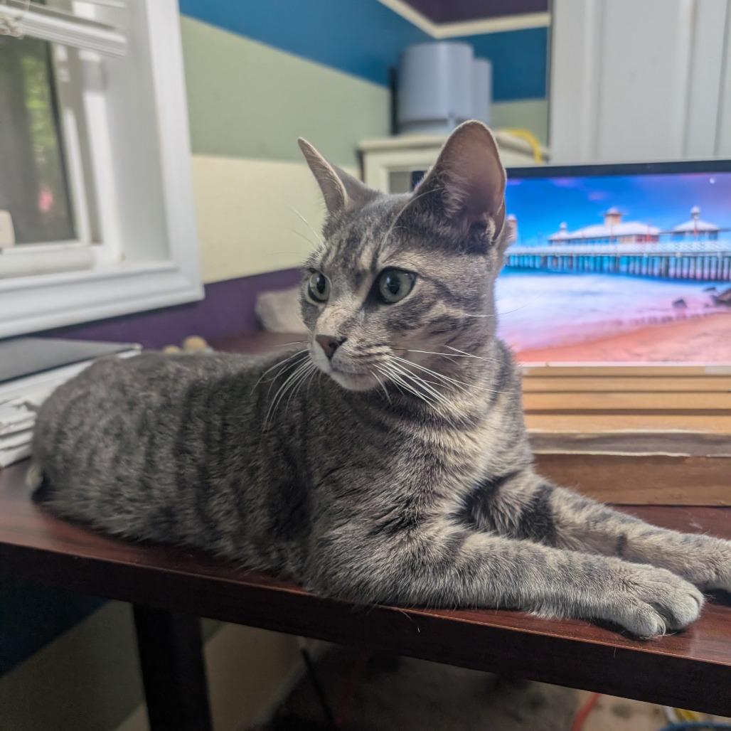 Enlarge Gummy Bear (aka Walnut), a Adoptable Domestic Short Hair in Bulverde, TX image 2/5