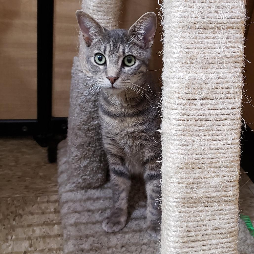 Enlarge Gummy Bear (aka Walnut), a Adoptable Domestic Short Hair in Bulverde, TX image 3/5