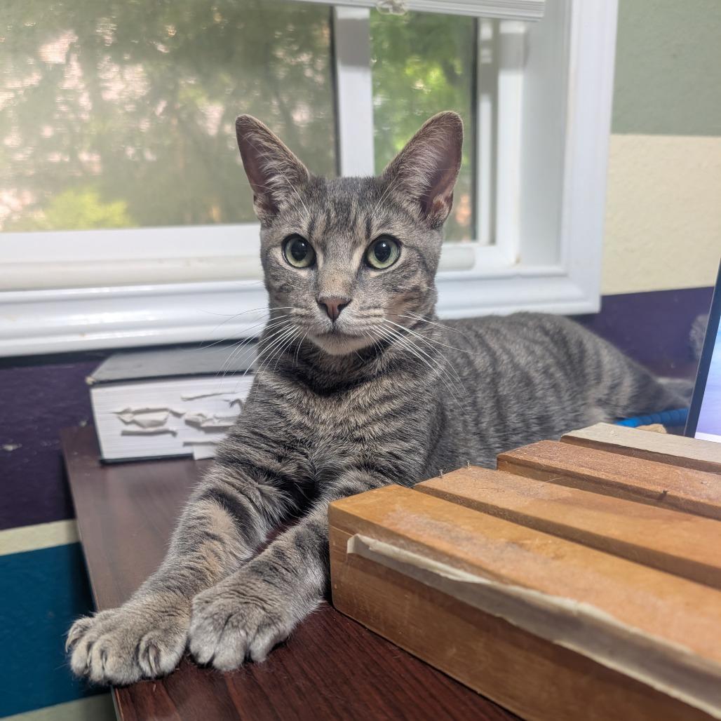 Enlarge Gummy Bear (aka Walnut), a Adoptable Domestic Short Hair in Bulverde, TX image 4/5