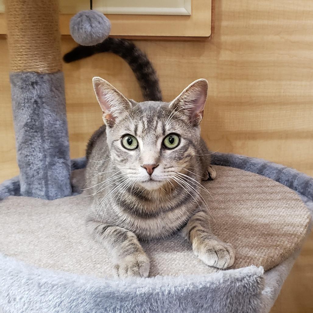 Enlarge Gummy Bear (aka Walnut), a Adoptable Domestic Short Hair in Bulverde, TX image 5/5