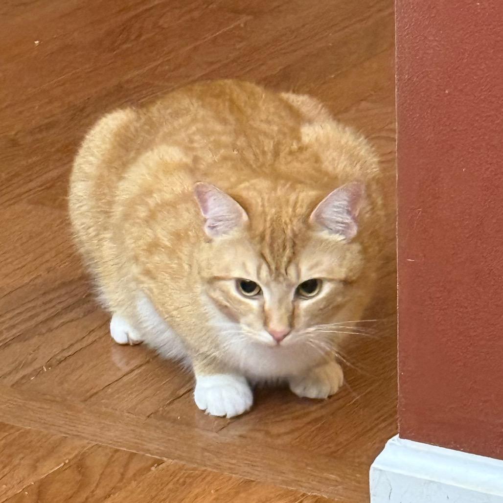 Mango, Adoptable, Young Male Domestic Short Hair.