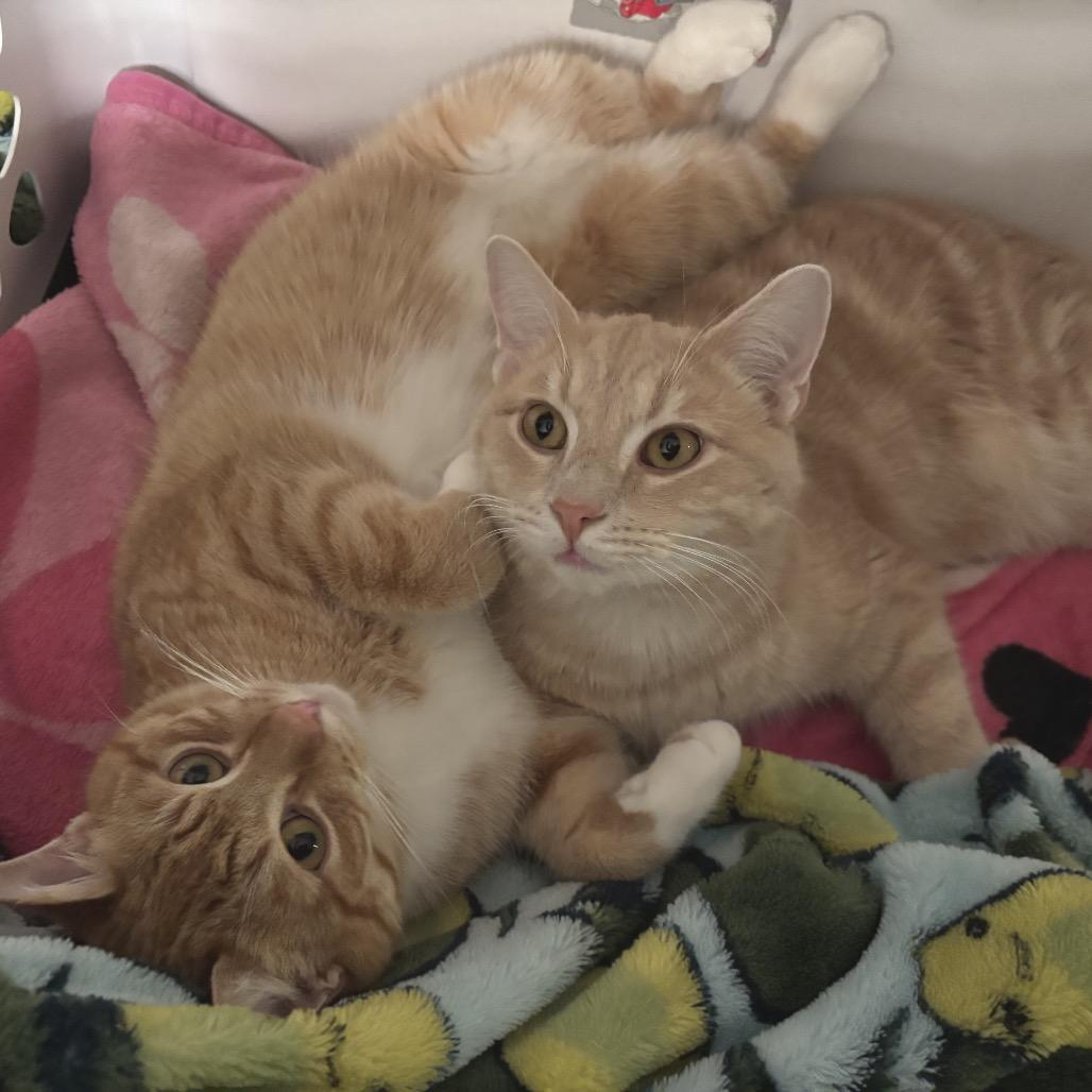 Enlarge Mango, a Adoptable Domestic Short Hair in Frederick, MD image 2/5