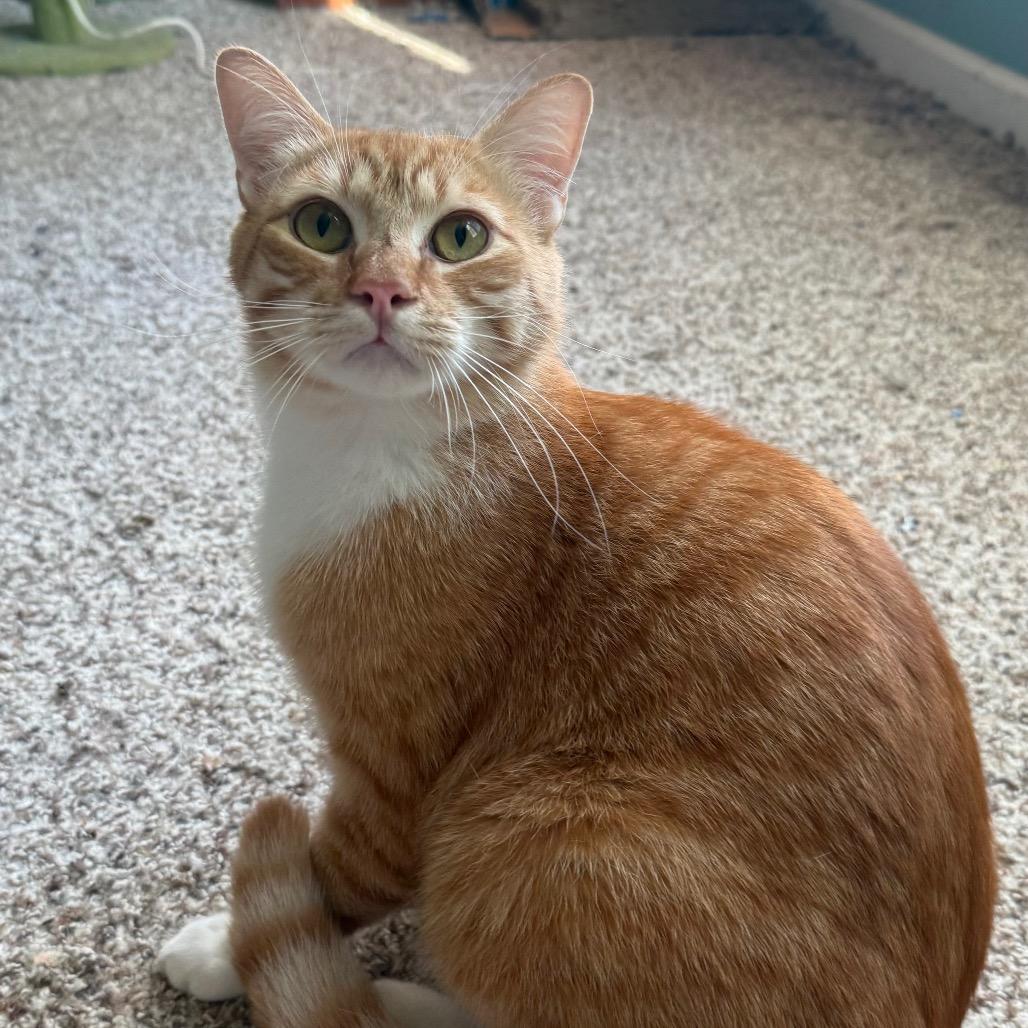 Mango, a Adoptable Domestic Short Hair in Frederick, MD image 3/6