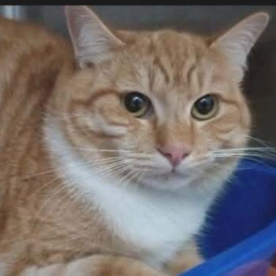 Mango, Adoptable, Young Male Domestic Short Hair.