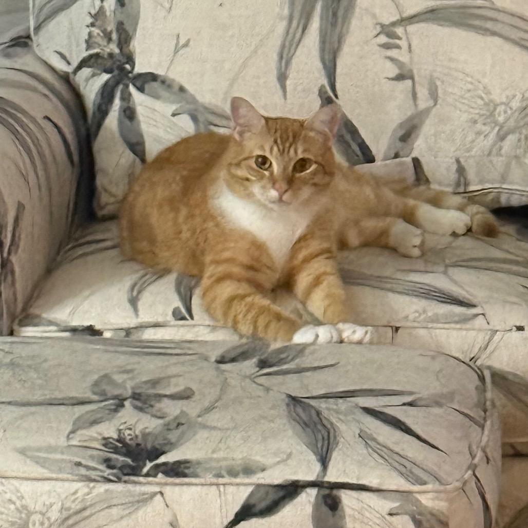Enlarge Mango, a Adoptable Domestic Short Hair in Frederick, MD image 4/5