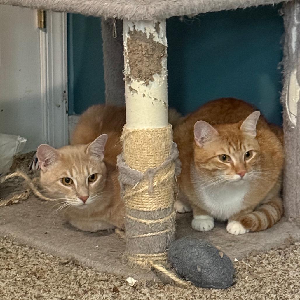 Enlarge Mango, a Adoptable Domestic Short Hair in Frederick, MD image 5/5