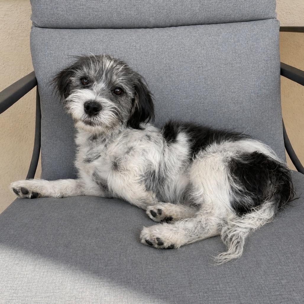 Genie, Adoptable, Puppy Male Shih Tzu & Mixed Breed.