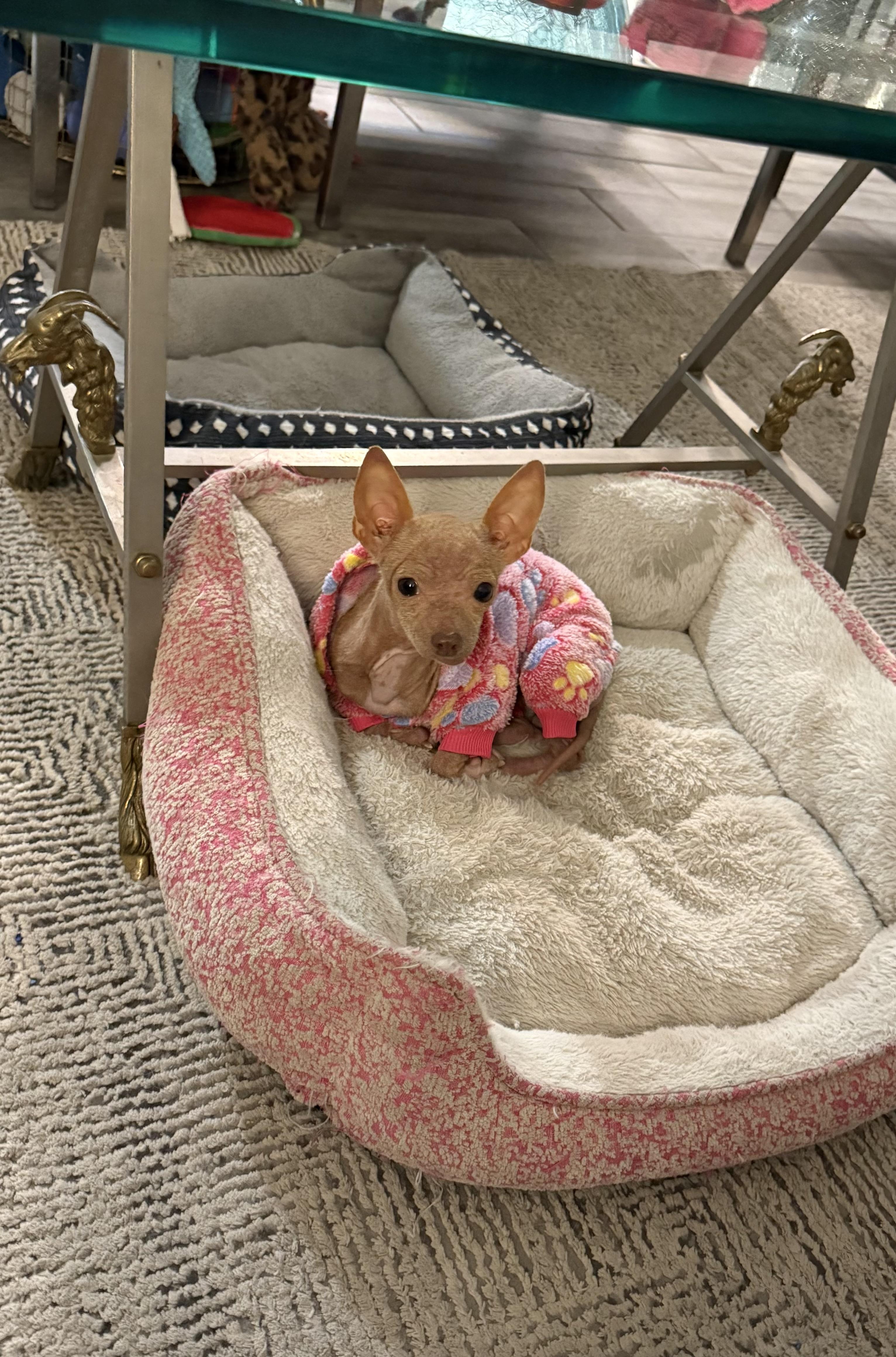 Pip is 3.8 pounds of Chi sweetness, ADOPTABLE, Adult Female Chihuahua.