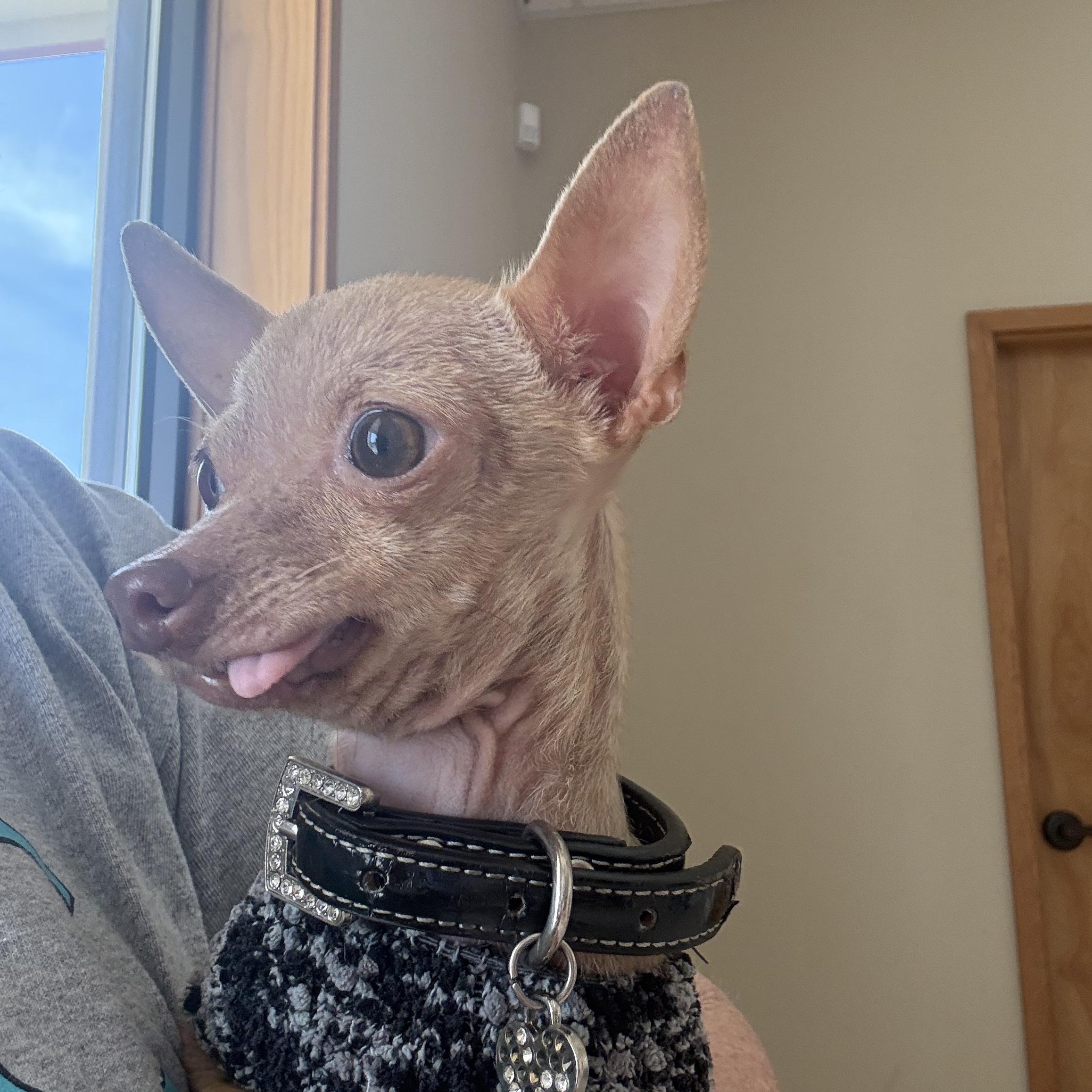 Enlarge Pip is 3.8 pounds of Chi sweetness, a ADOPTABLE mixed breed in Lockhart, TX image 5/6