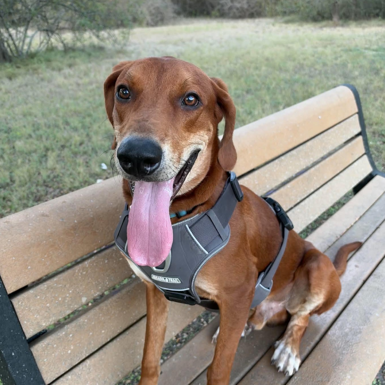 Enlarge Cooper, a Adoptable mixed breed in Dallas, TX image 1/5
