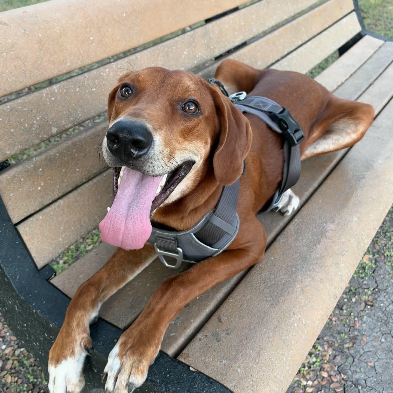 Enlarge Cooper, a Adoptable mixed breed in Dallas, TX image 4/5
