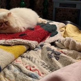 Enlarge Princess Donut (f) Persian 8mths, a Adoptable Persian in Ottawa, ON image 2/5