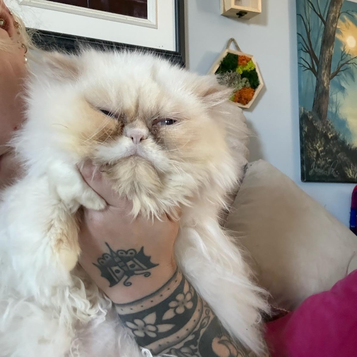 Enlarge Princess Donut (f) Persian 8mths, a Adoptable Persian in Ottawa, ON image 3/5
