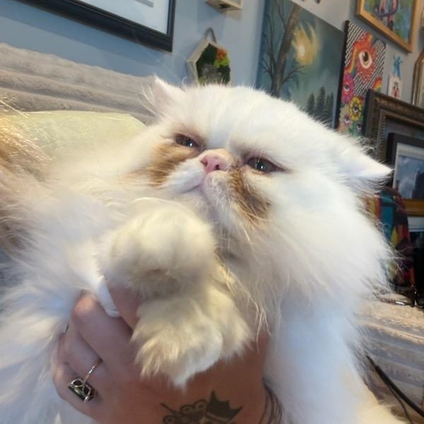 Enlarge Princess Donut (f) Persian 8mths, a Adoptable Persian in Ottawa, ON image 4/5
