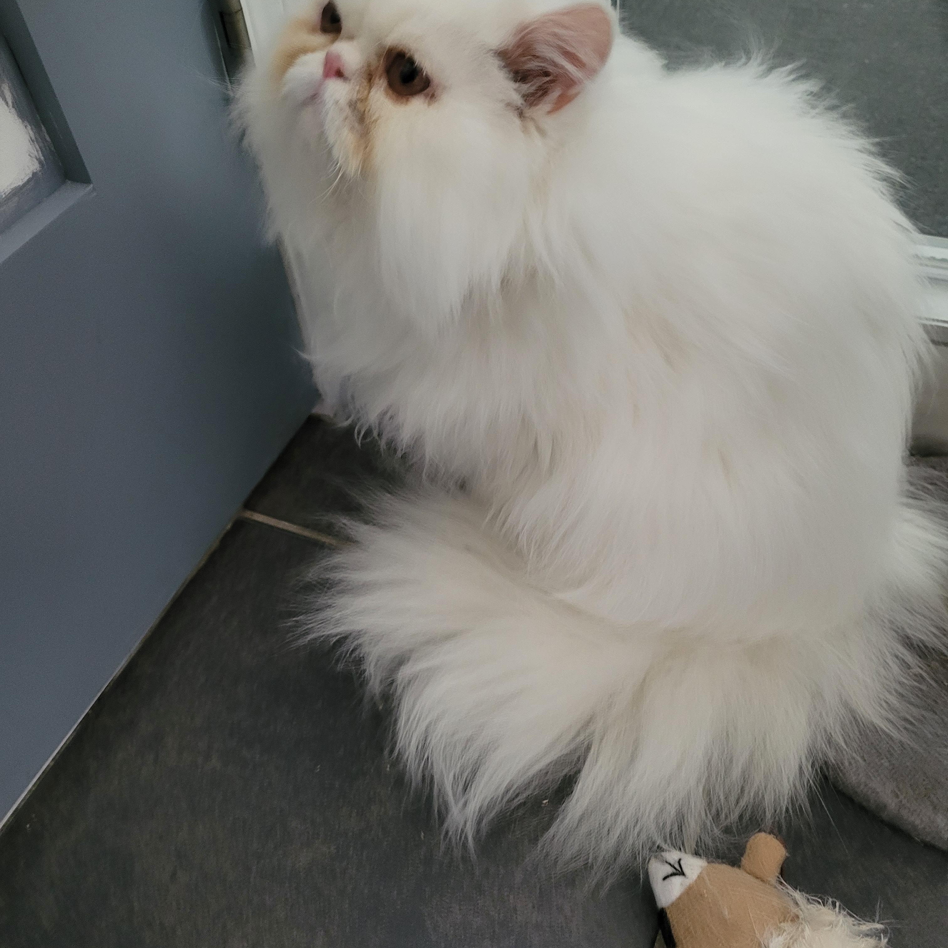 Enlarge Princess Donut (f) Persian 8mths, a Adoptable Persian in Ottawa, ON image 1/5