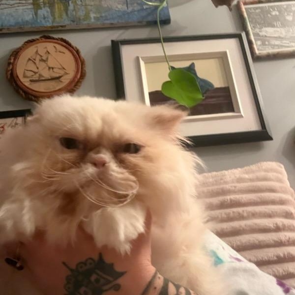 Enlarge Princess Donut (f) Persian 8mths, a Adoptable Persian in Ottawa, ON image 5/5