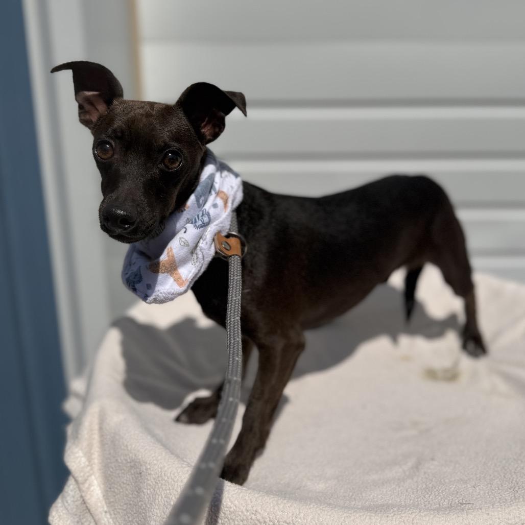 Enlarge Tobias, a Adoptable mixed breed in Newberg, OR image 1/1