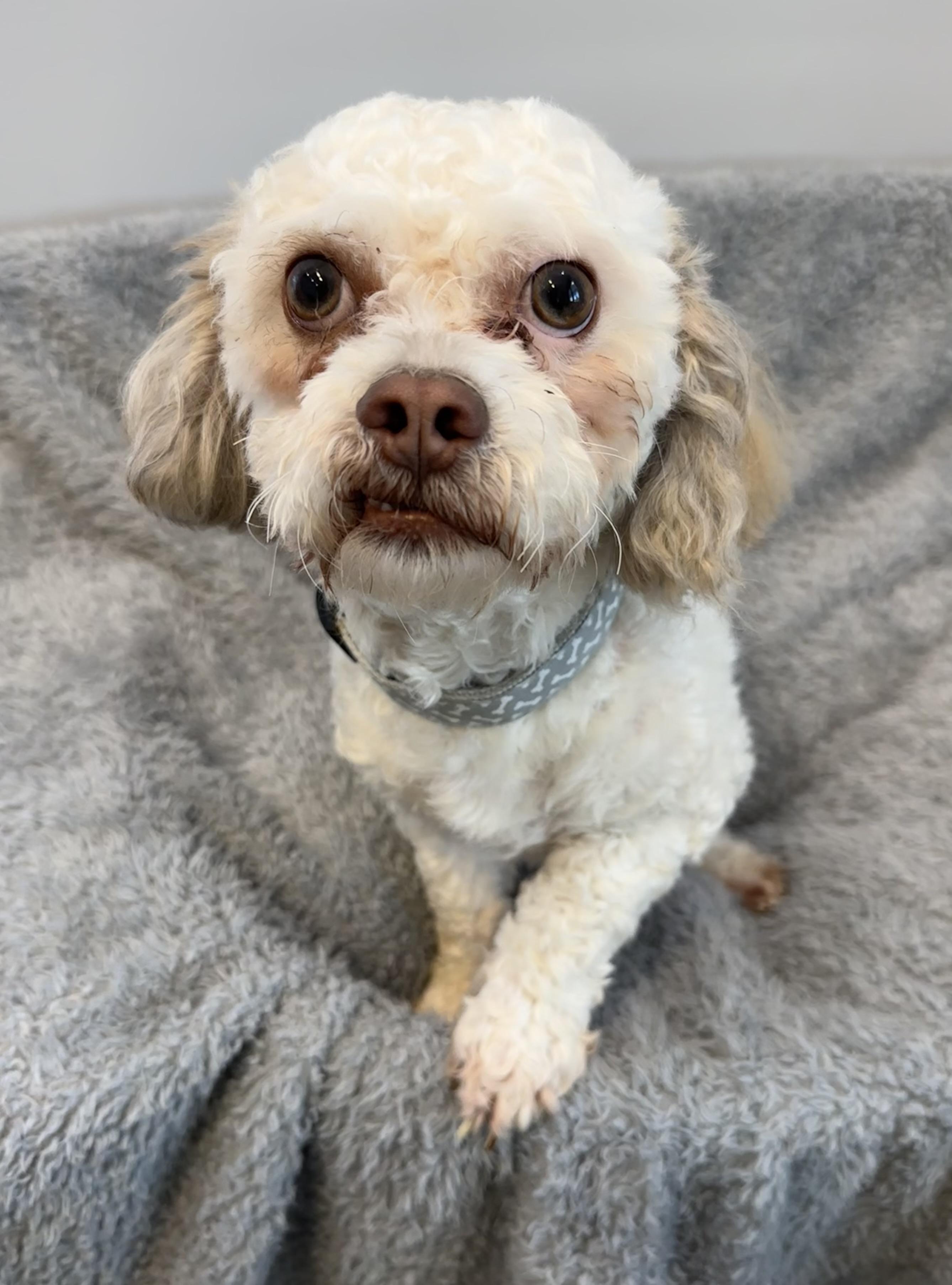 Rico, ADOPTABLE, Young Male Poodle & Shih Tzu.