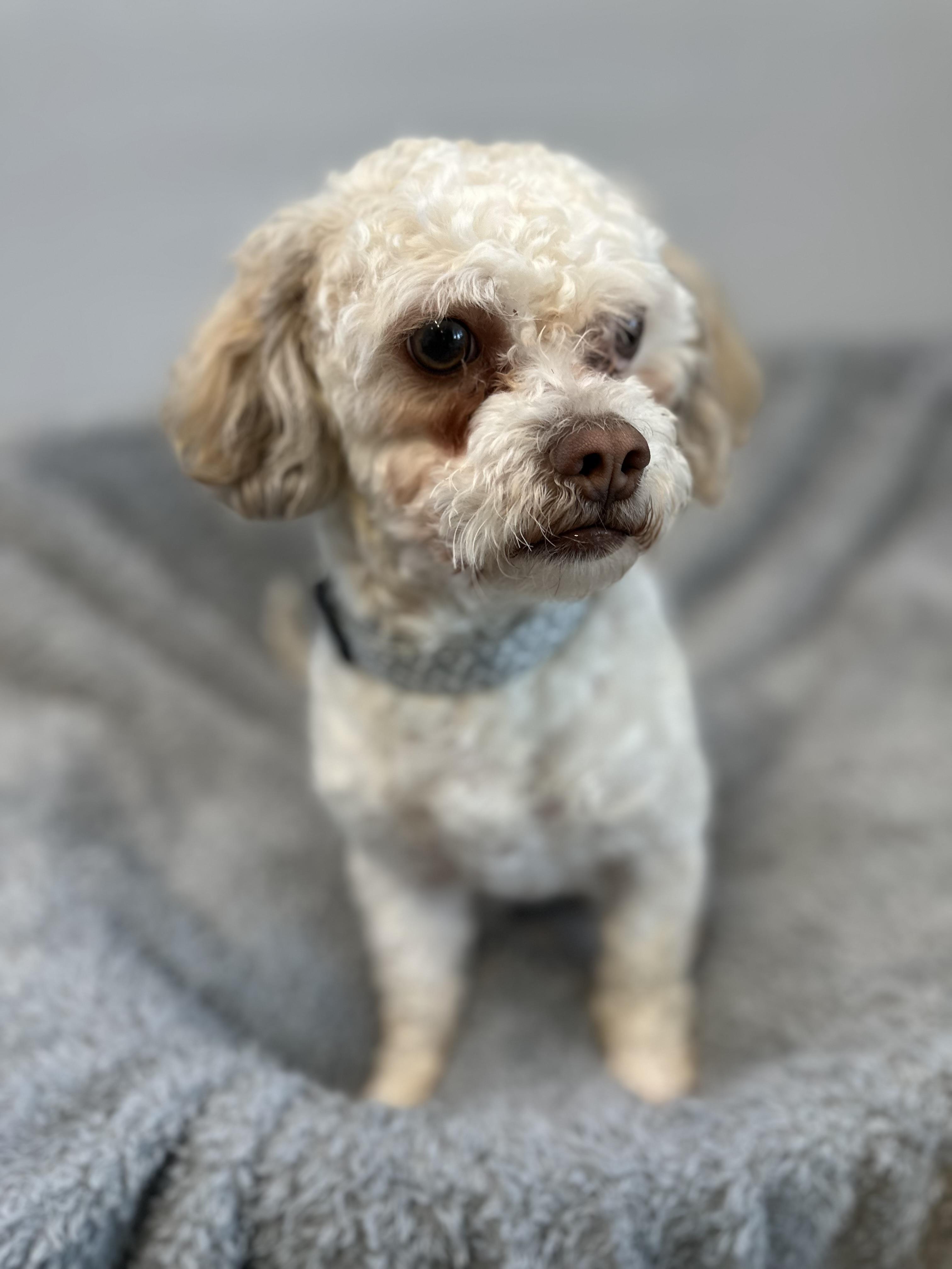 Enlarge Rico, a ADOPTABLE mixed breed in Lawrenceville, GA image 4/4