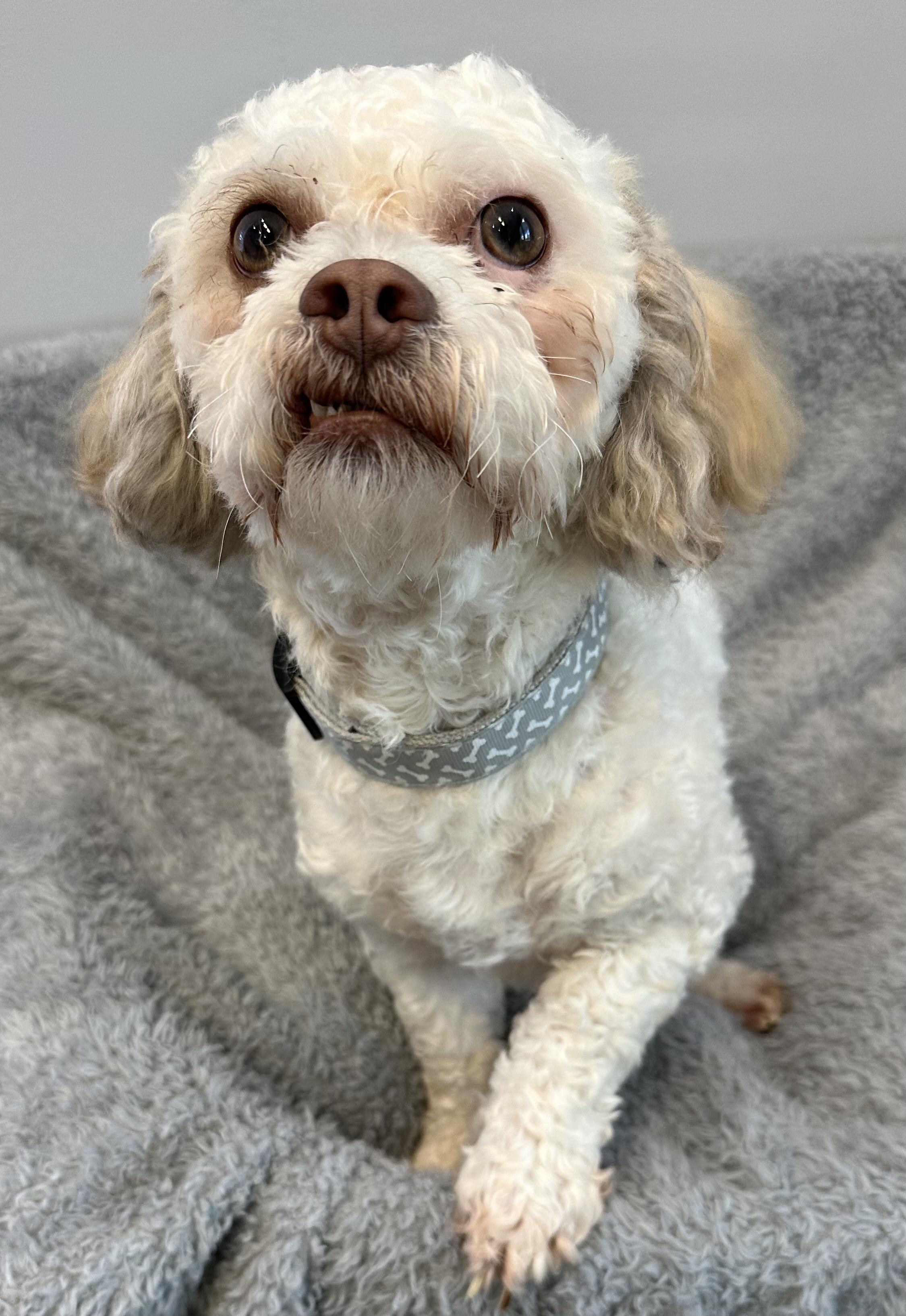 Enlarge Rico, a ADOPTABLE mixed breed in Lawrenceville, GA image 2/4